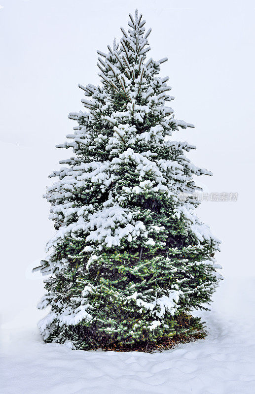 下雪的时候，圣诞树上覆盖着蓬松的绿色雪