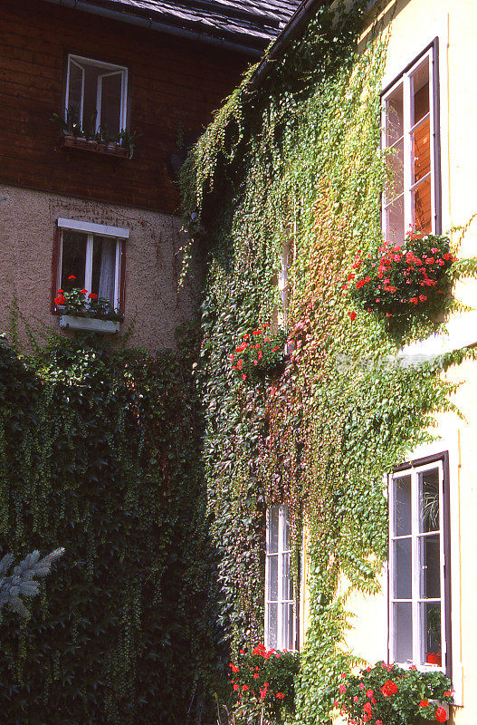 奥地利哈尔斯塔特，古老建筑的墙壁上长着常春藤，窗户上放着鲜花