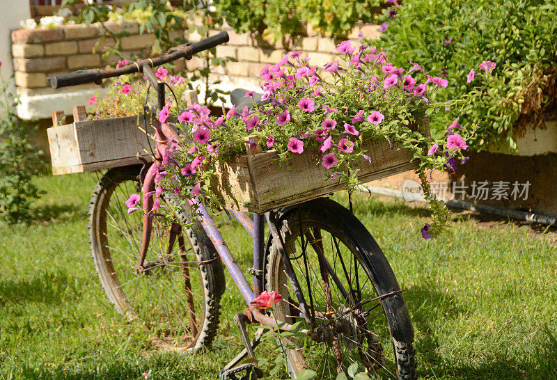 盛开的粉红色佩妮装在自行车架上的板条箱里。