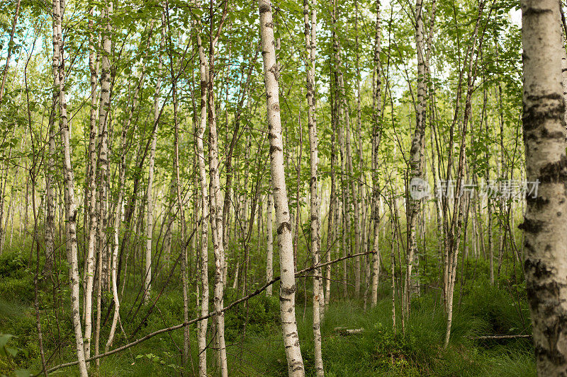 桦树是桦木属的一种薄叶落叶阔叶树。