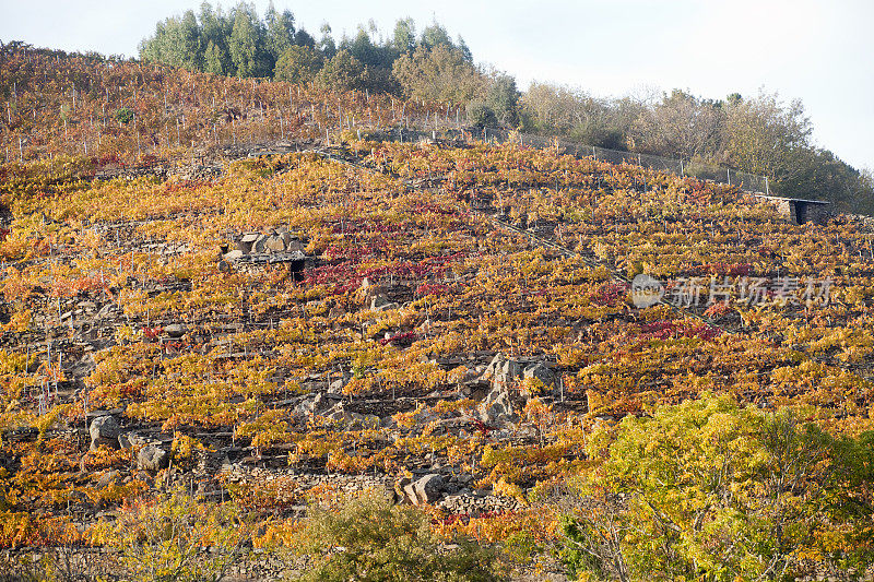梯田中的葡萄园，秋季的Sil河峡谷