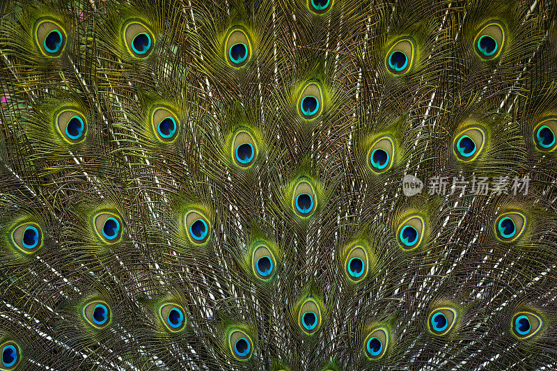 雄性孔雀展示羽毛的特写