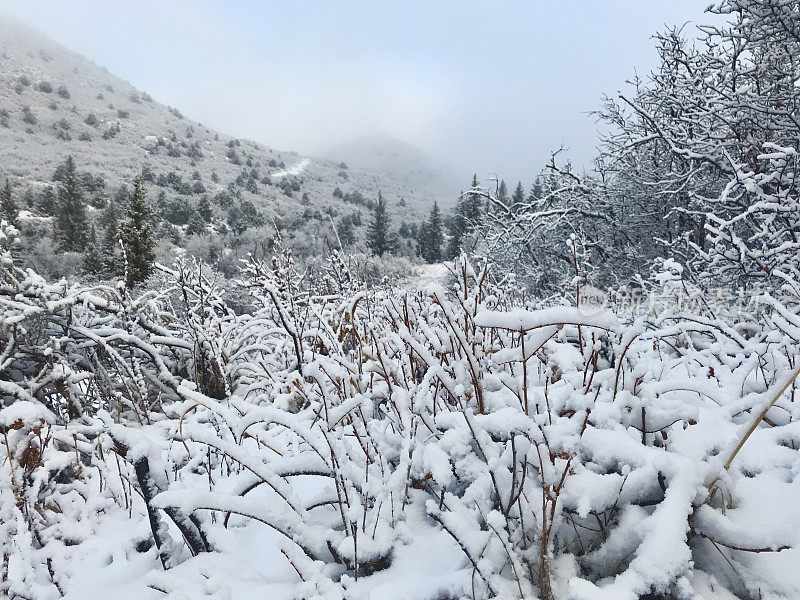 白色风景-科罗拉多州西部高海拔冬季降雪