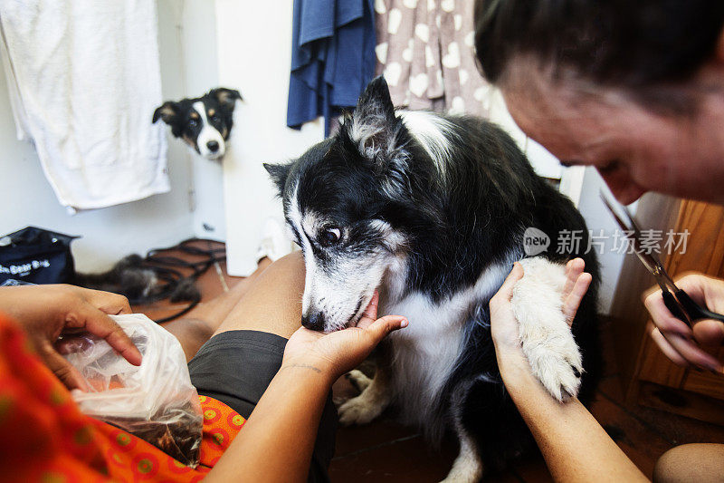 一名女狗美容师在浴室里为一只边境牧羊犬修剪脚趾甲