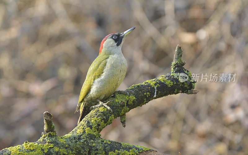 欧洲绿啄木鸟