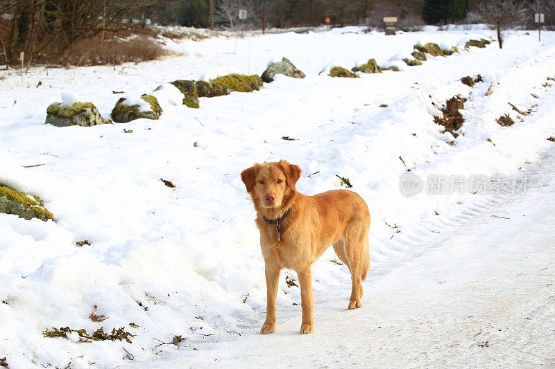 狗站在雪路上