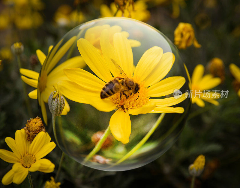 水晶球反射蜜蜂在黄花上