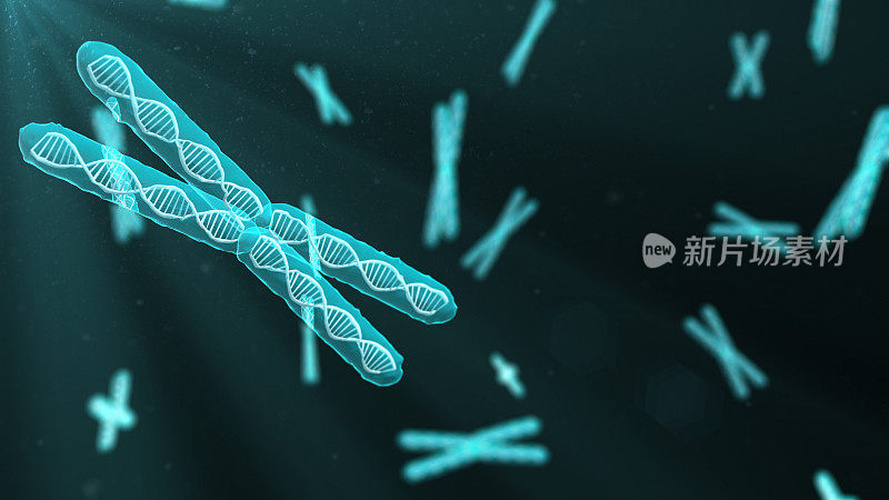 对人类基因组DNA生物化学的染色体遗传学研究