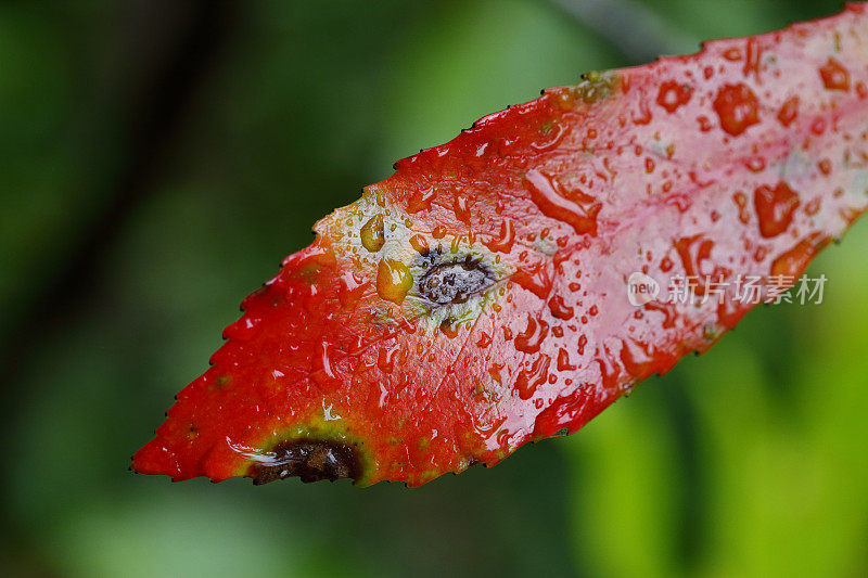 水滴雨林树叶自然纯净的雨雨滴