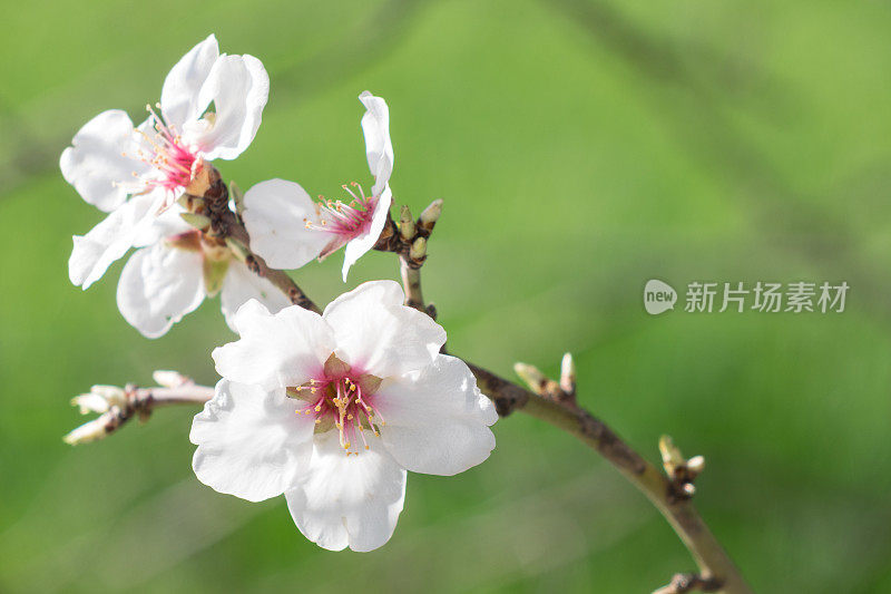 春天开花的梅树