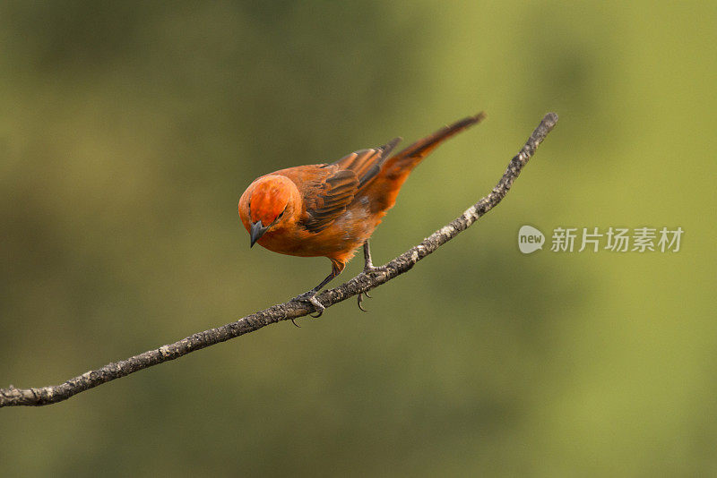 肝唐纳鱼(黄水虎鱼)