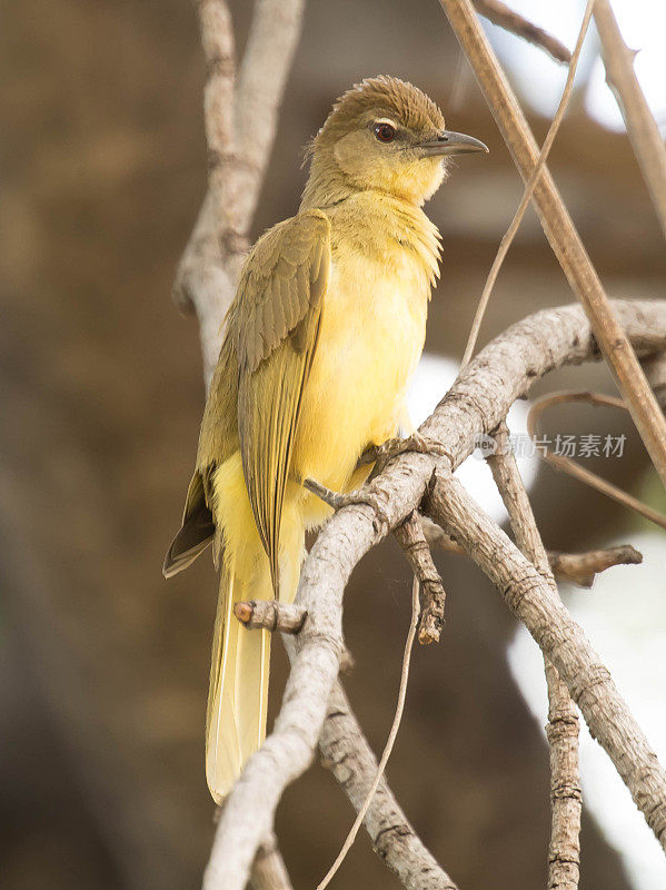 胆小的Greenbul