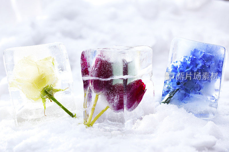 冰冻的玫瑰、郁金香和风信子