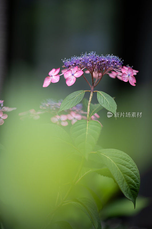 粉红色的绣球花