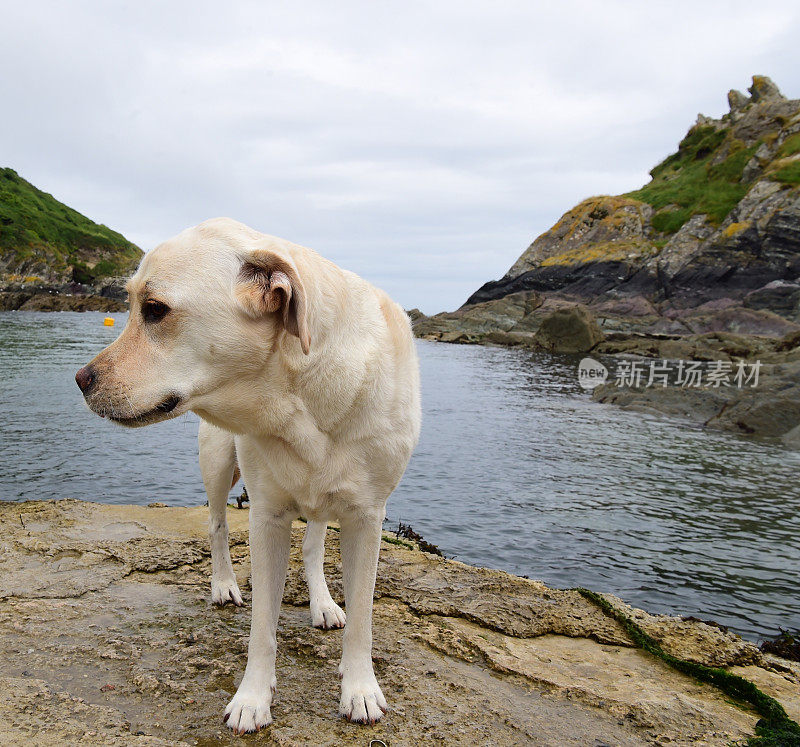 康沃尔的拉布拉多寻回犬