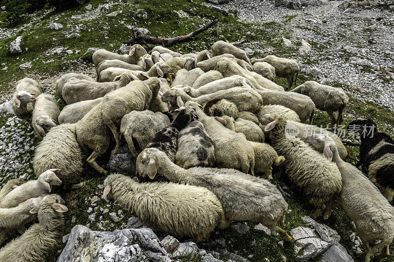 一群绵羊在经过Vr?i?，格伦耶斯卡，特里格拉夫国家公园，斯洛文尼亚，朱利安阿尔卑斯，欧洲