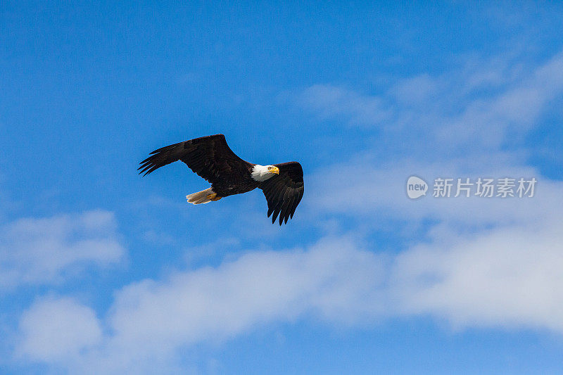 白头鹰与云飞翔