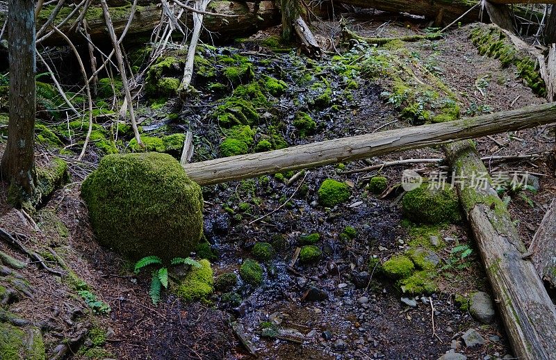 杰佛逊山荒野泉水