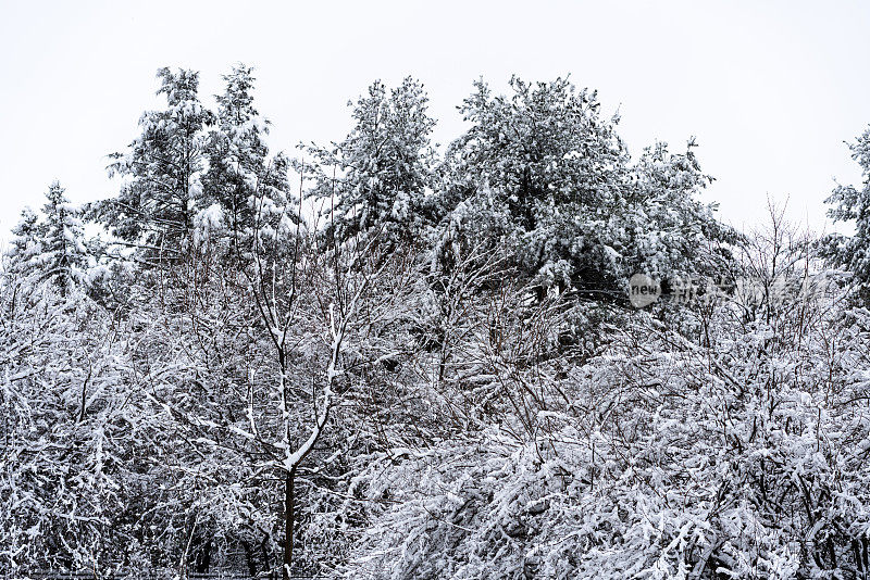 冬天的风景有常青树和新鲜的雪