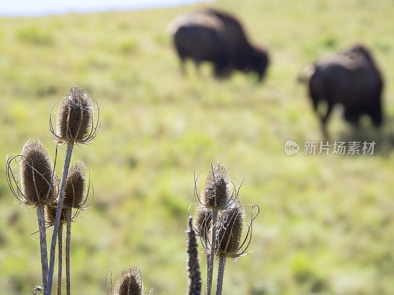 在山坡上吃草的野牛