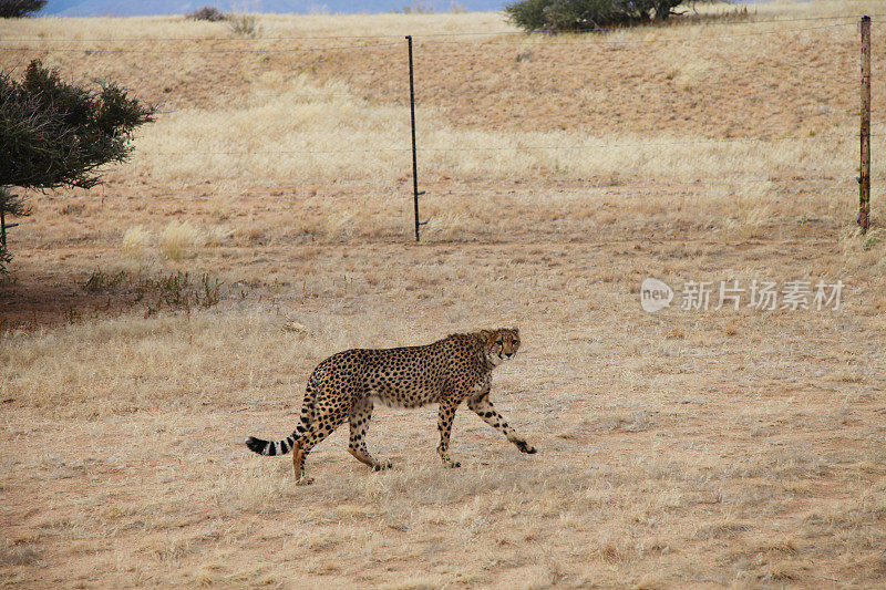 纳米比亚围栏保护区里的猎豹