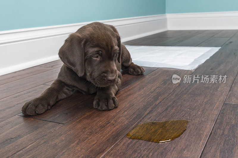 一只巧克力色的拉布拉多小狗看着木地板上的尿——8周大