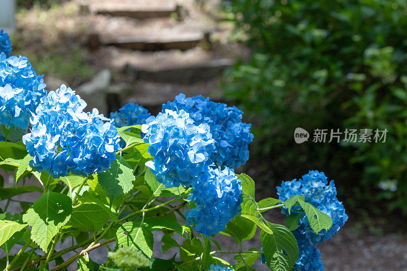 蓝色绣球花花