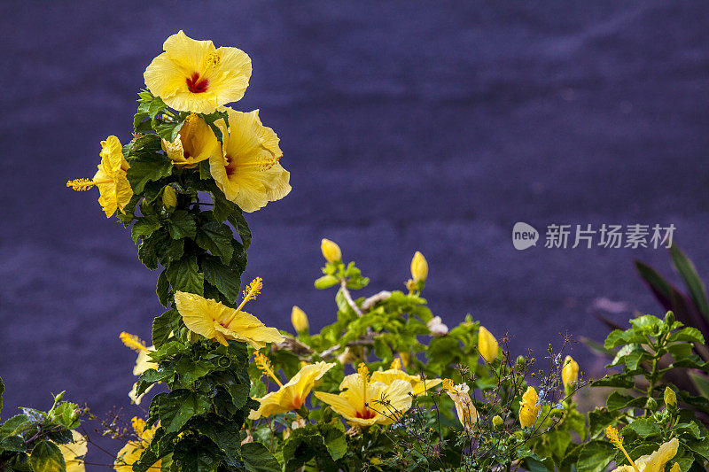 夏威夷大岛火山岩石上的木槿花。