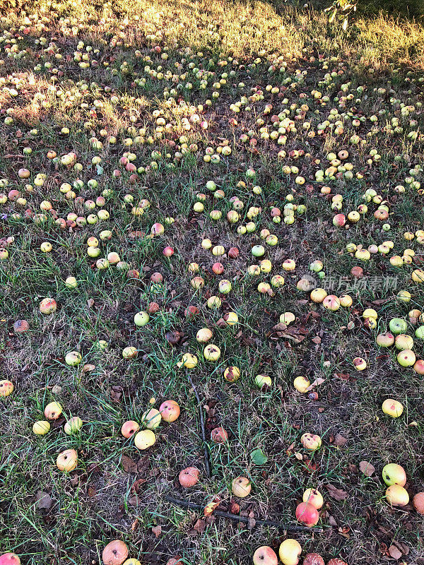 苹果，落在草地上的水果