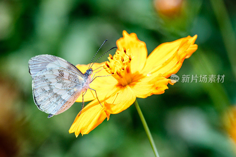 蝴蝶在黄花上