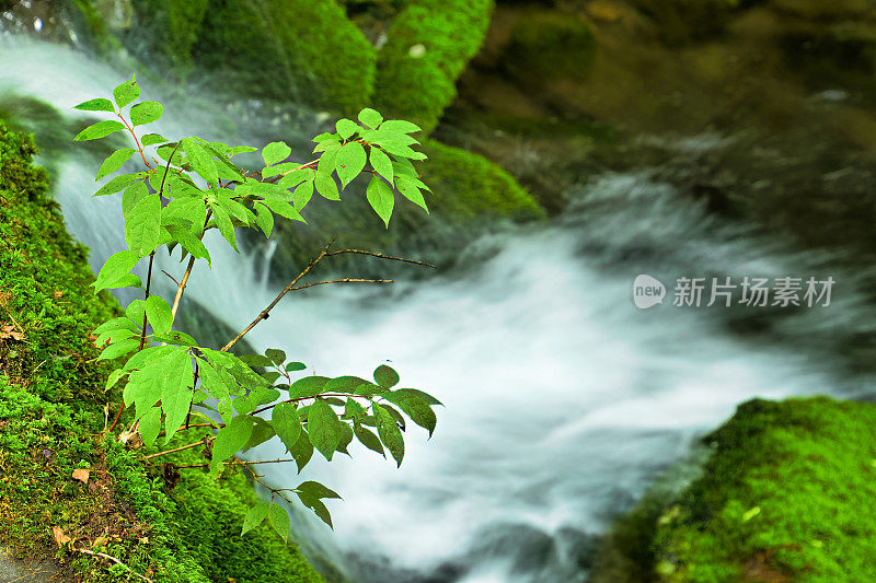 VD702瀑布在苔藓山谷