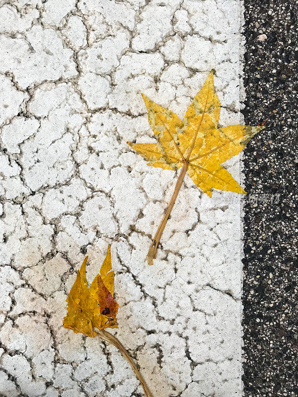 白色柏油路上被雨水打湿的枯叶