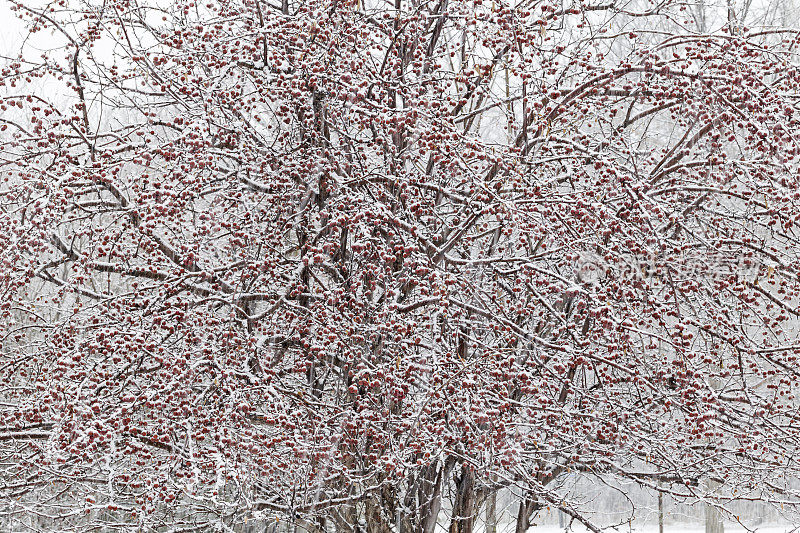 雪和红浆果在山楂树上