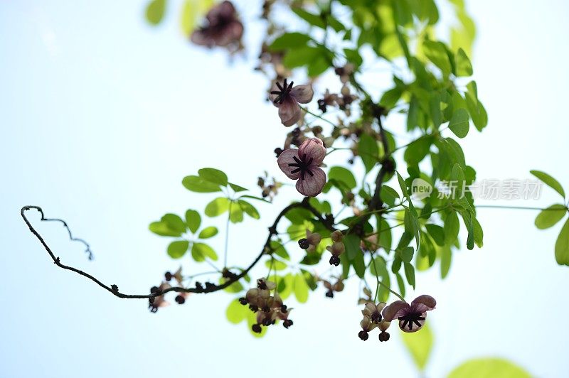 Five-leaf巧克力葡萄树