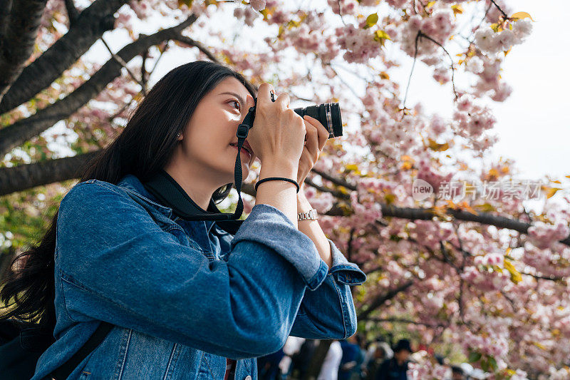 一个女人正在拍摄粉红色的樱花。