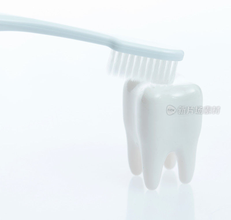 白色背景上的牙刷和牙齿模型