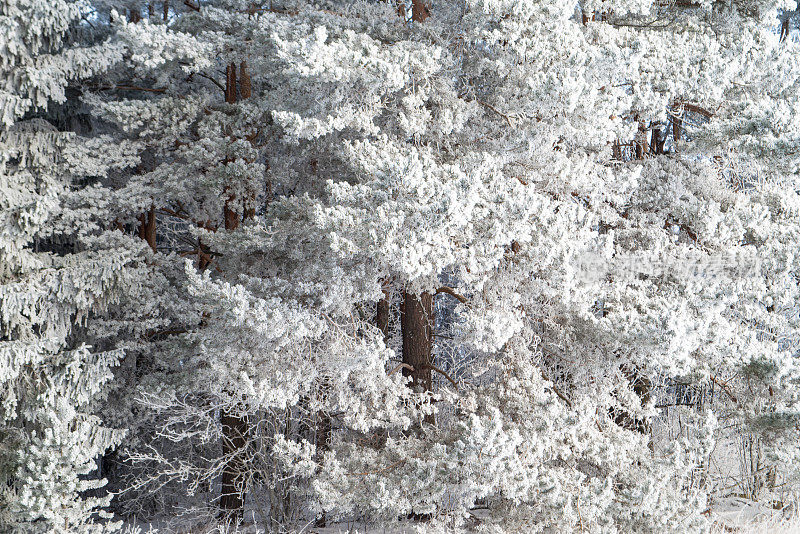 白雪覆盖的森林