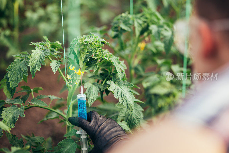 农场里的科学家拿着注射器