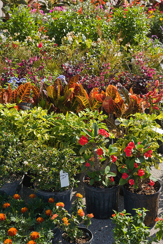 植物苗圃户外