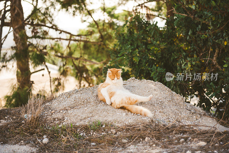 希腊圣托里尼岛的皮尔格斯，一只橙色的猫正在自我清洁