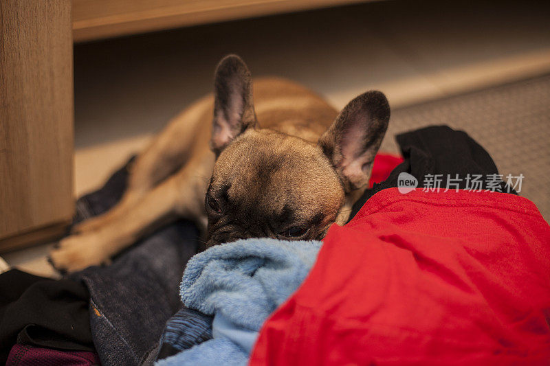 淘气的法国斗牛犬小狗躺在洗衣堆上