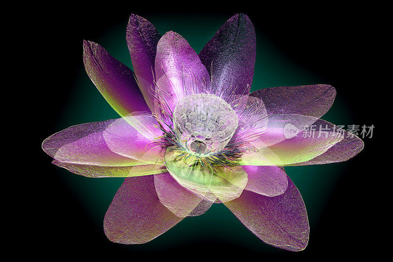 x射线图像的一朵花孤立的黑色，莲花的3d插图。