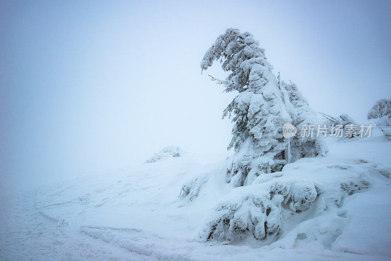 冷杉和松树上覆盖着厚厚的积雪