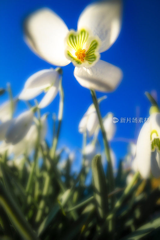 雪花莲