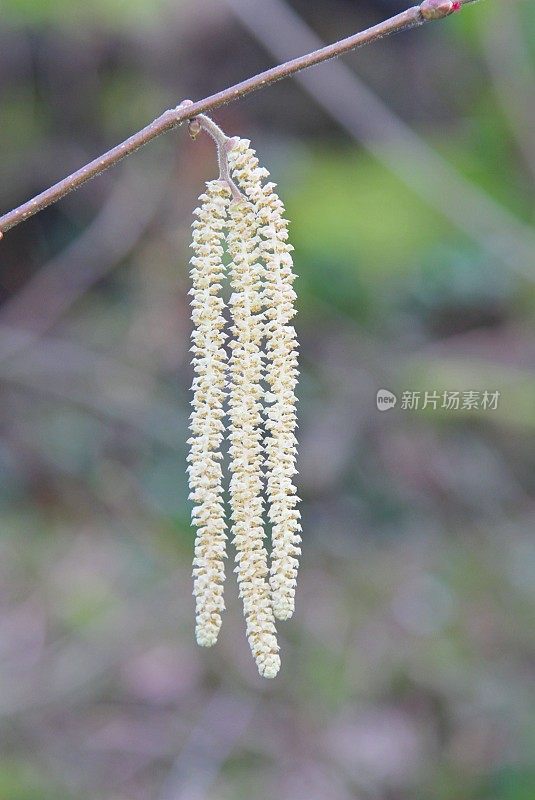 树枝上的榛絮