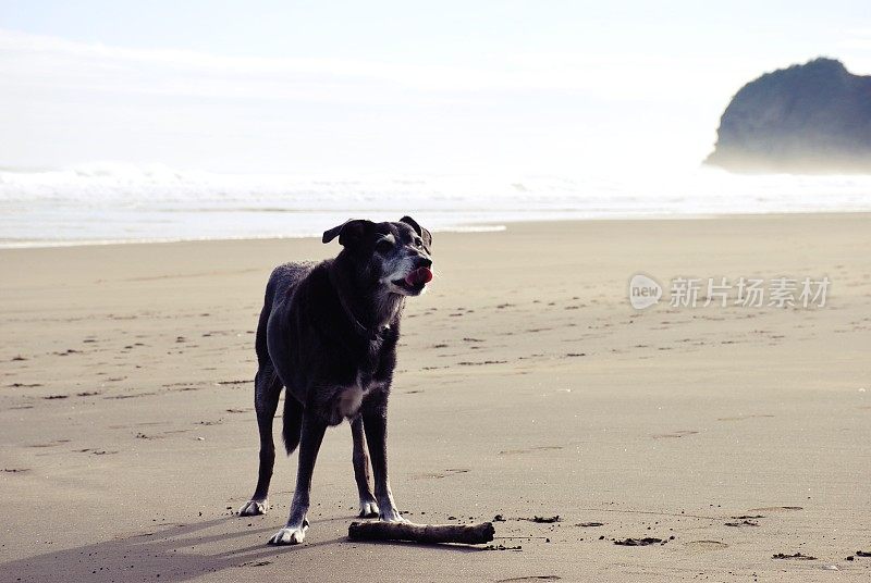 海滩上的新西兰猎犬