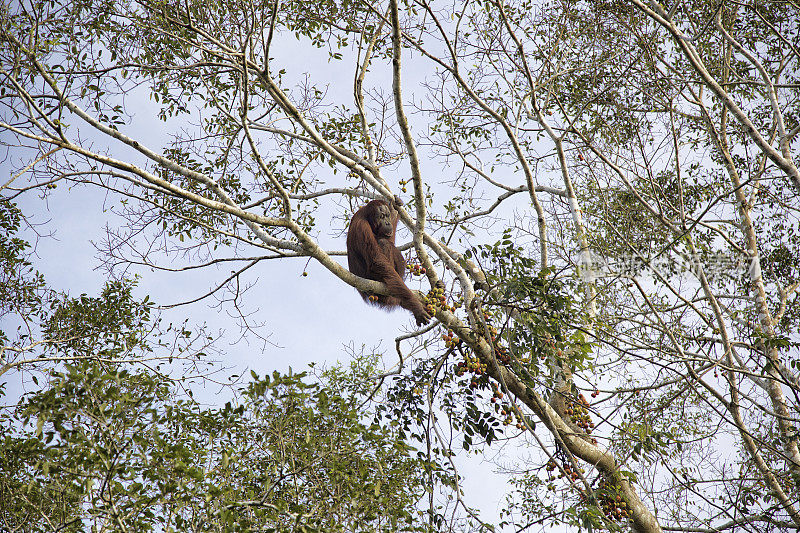 婆罗洲丛林中的猩猩