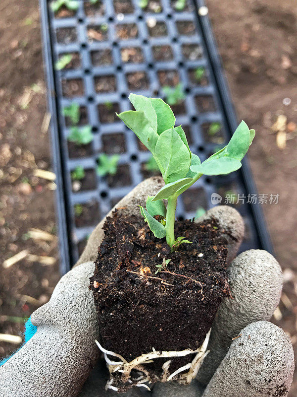 青豆苗在泥炭盆中，准备春季种植