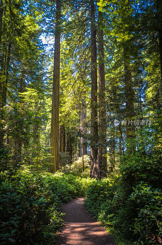 加州红木国家公园的巨树