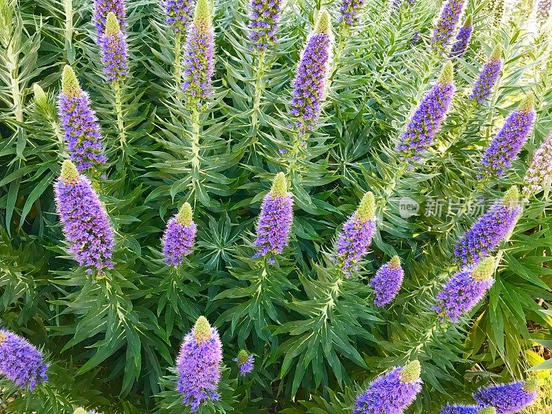 紫花植物野外特写